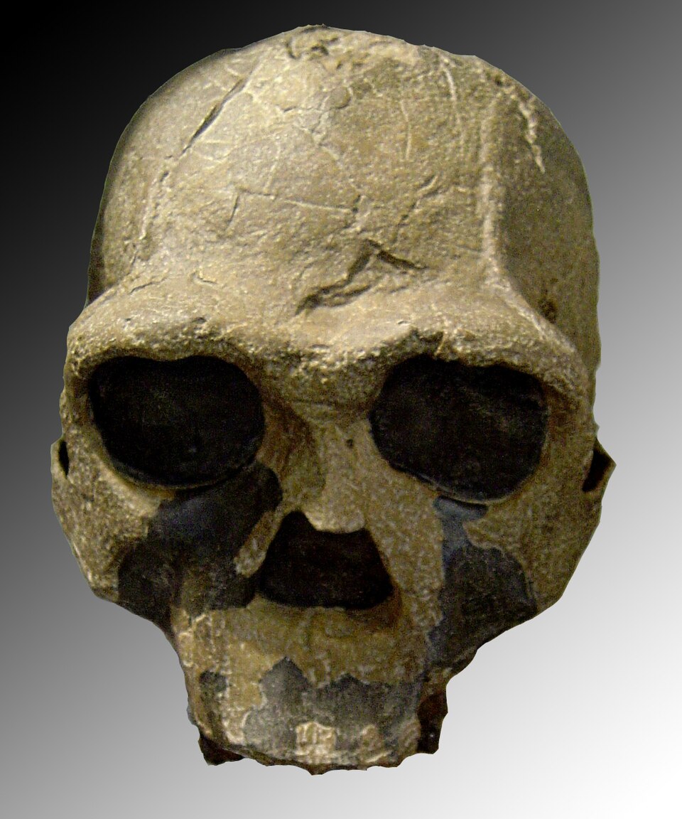 Logo Homo ergaster