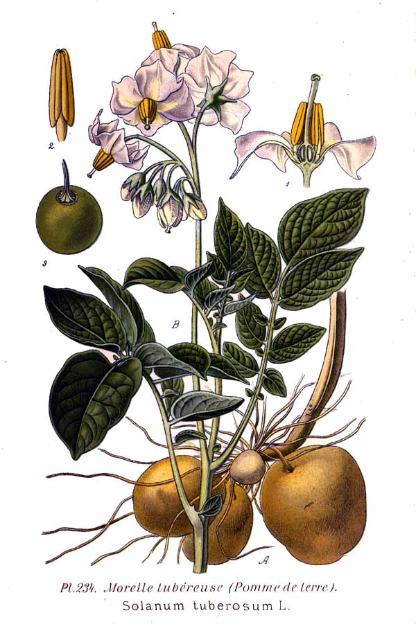 Logo pomme de terre