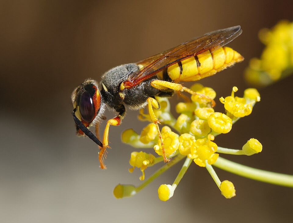 Logo Philanthus