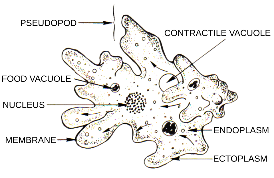 Logo Tubulinea