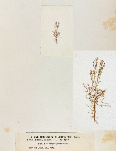 Logo Acrochaetium