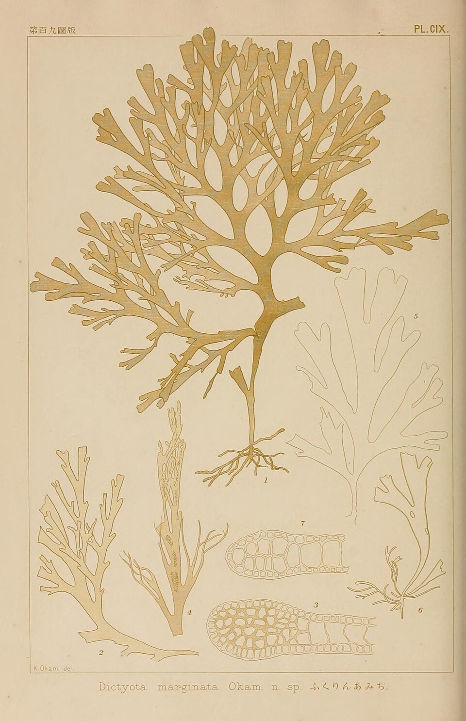 Logo Rugulopteryx okamurae
