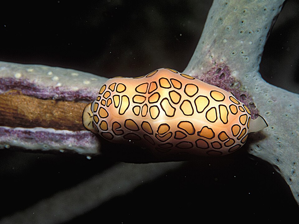Logo Cyphoma