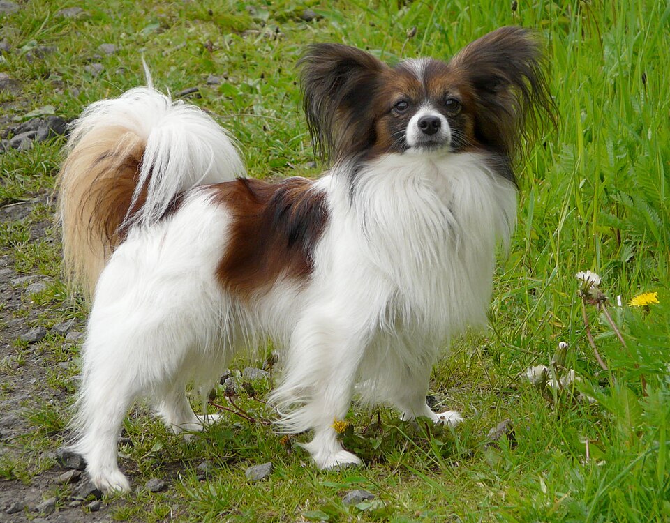 Logo Papillon