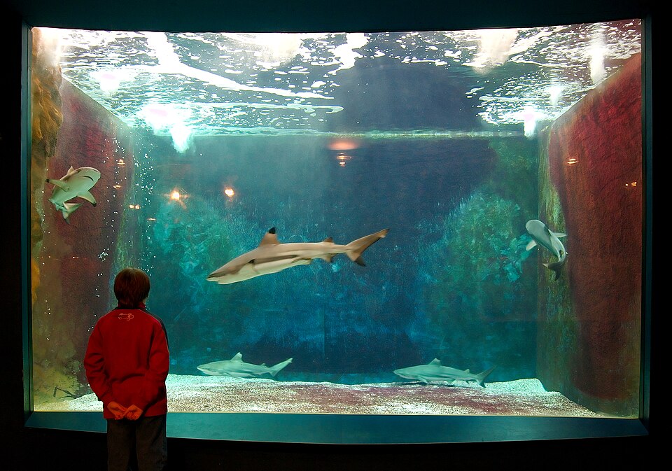 Logo Aquarium-Muséum