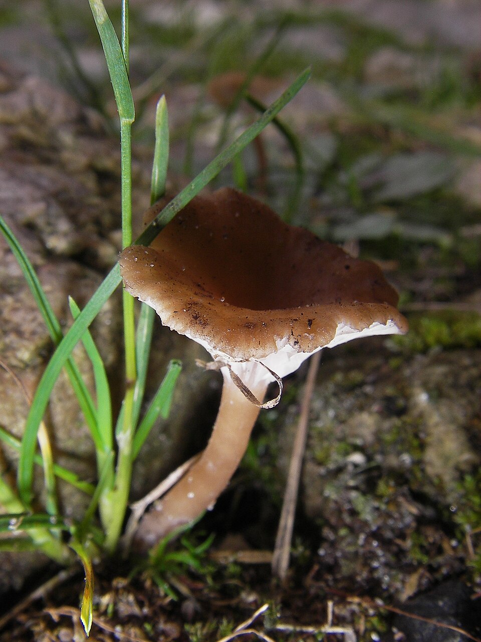 Logo Omphalia