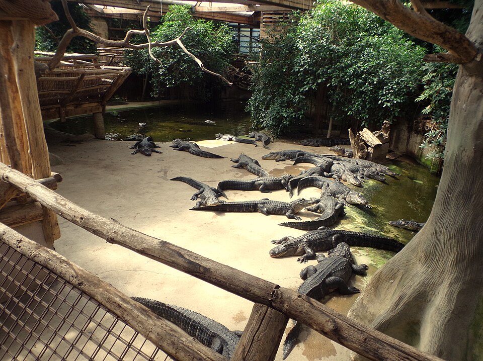 Logo Alligator Bay
