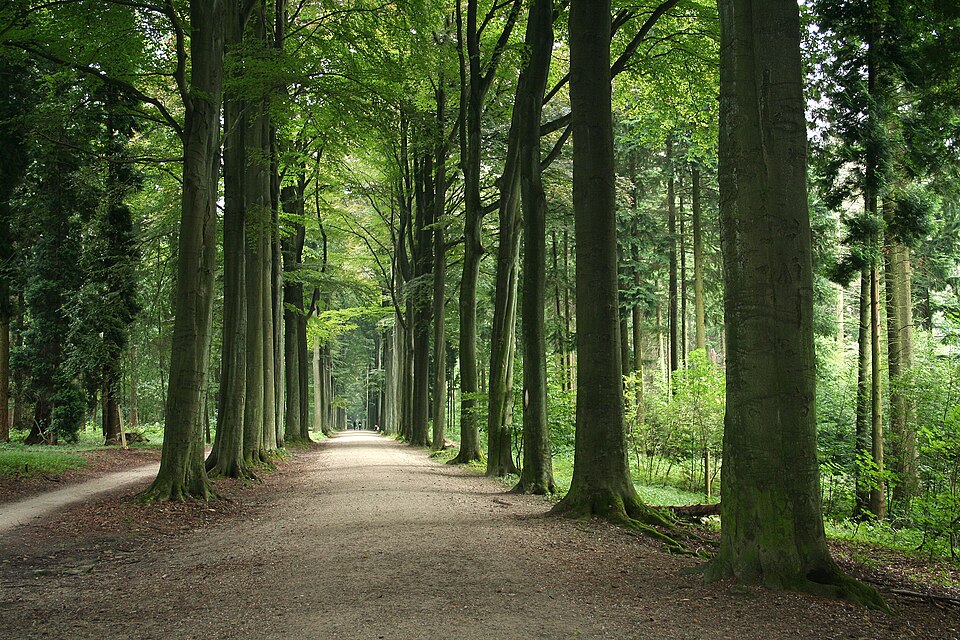 Logo arboretum de Tervuren