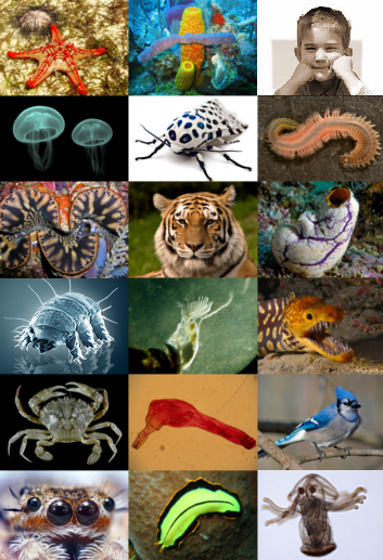 Logo animal
